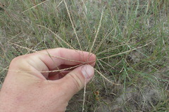Chloris texensis