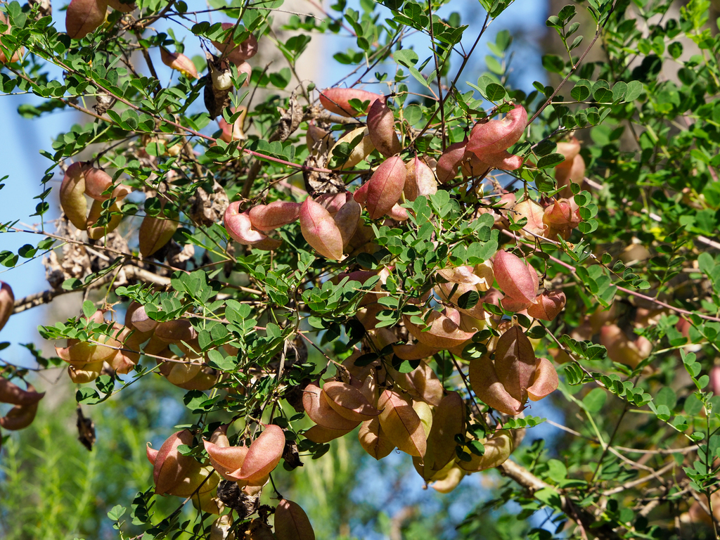 Espantalobos