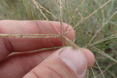 Chloris texensis
