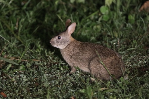 Lapin des savanes africaines