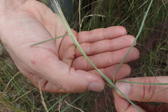Chloris texensis