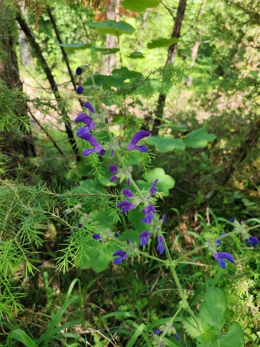 Salvia saccardiana