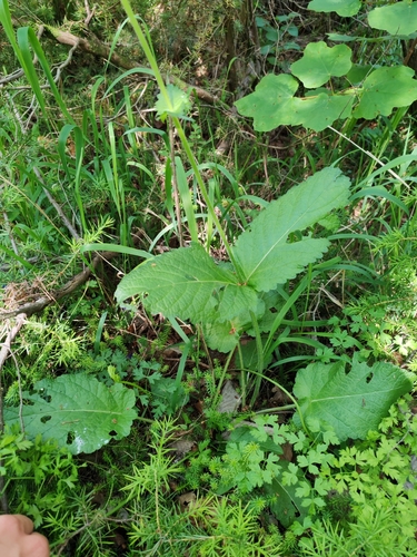 Salvia saccardiana, photograph 1