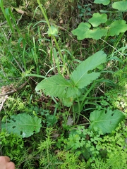 Salvia saccardiana, photograph Ljaž, CC BY, iNaturalist via GBIF