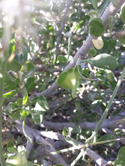 Zygophyllum eurypterum