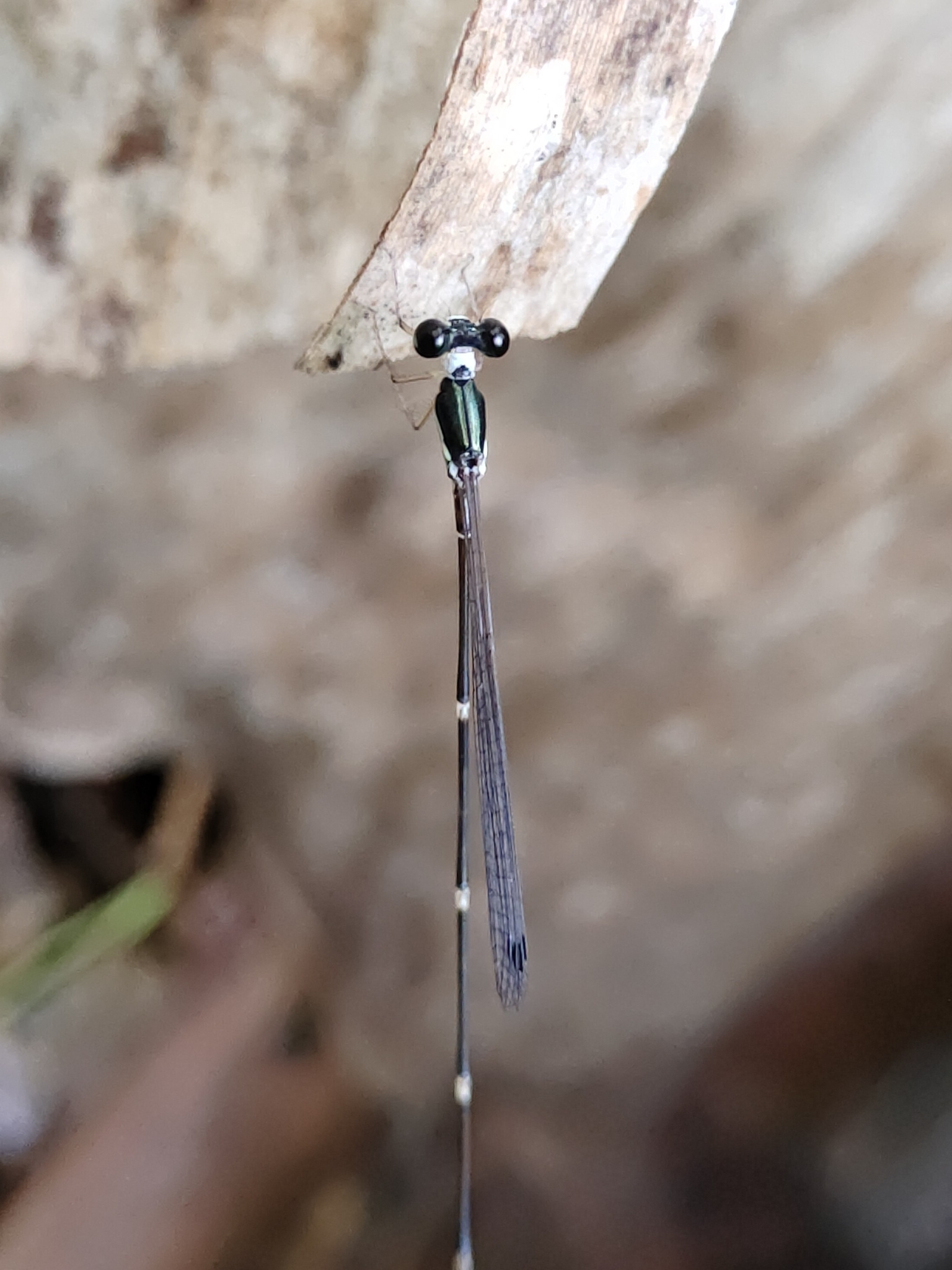 Pied Shadowdamsel