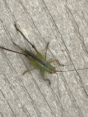 Orchelimum pulchellum