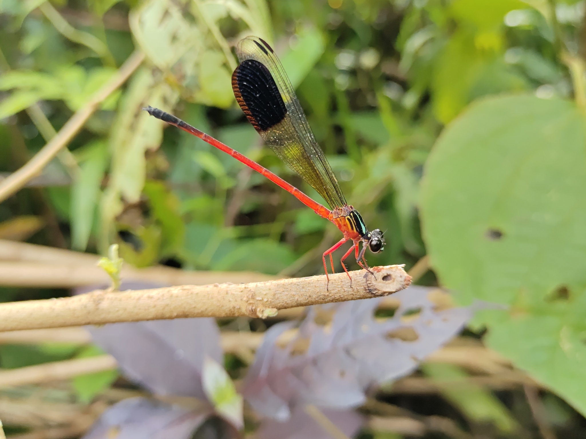 Malabar Satinwing