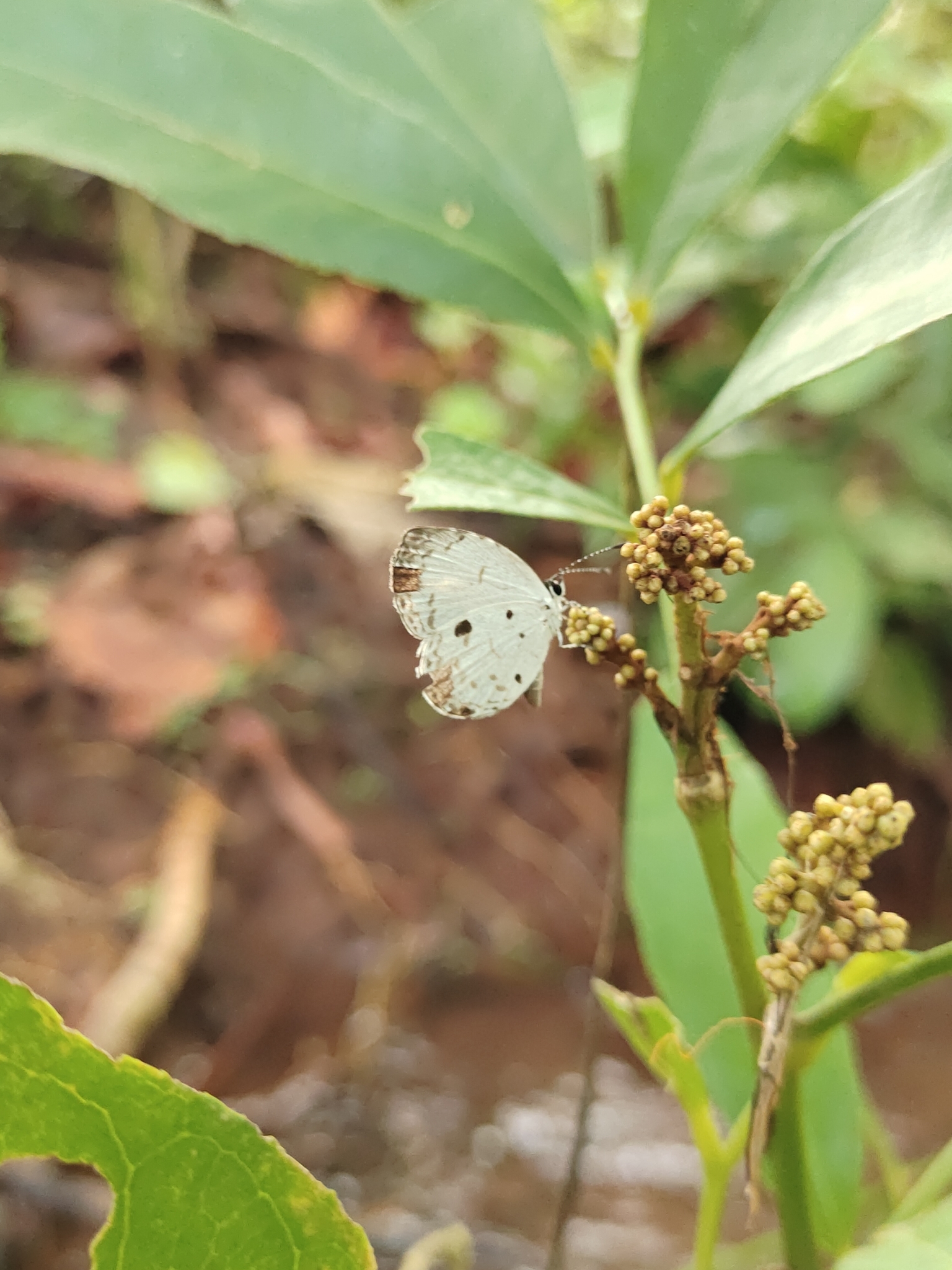 Common Quaker