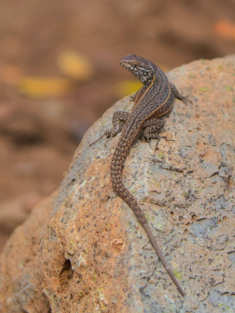 Brown Tree Iguana