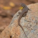 Dusky Smooth-throated Lizard - Photo (c) Juan Rodolfo Lillo Lobos, some rights reserved (CC BY), uploaded by Juan Rodolfo Lillo Lobos