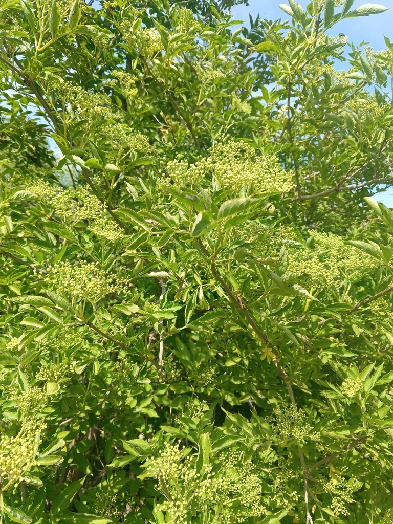 Sambucus nigra