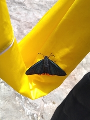 Chalypyge chalybea chloris