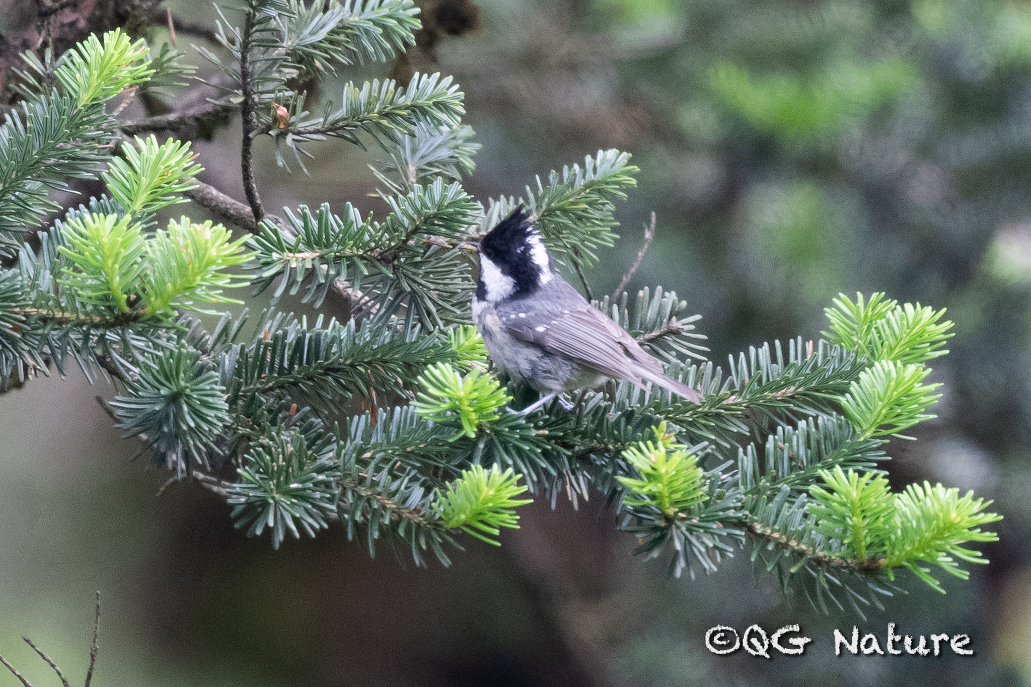 Coal Tit