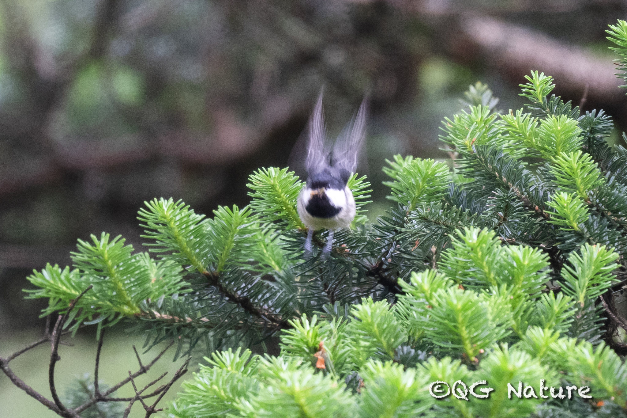 Coal Tit