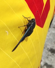 Chalypyge chalybea chloris