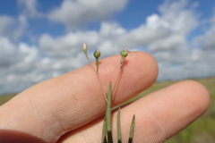 Spergularia echinosperma
