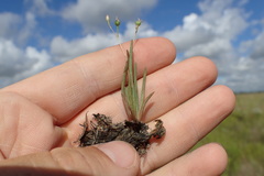 Spergularia echinosperma