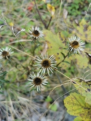 Carlina vulgaris