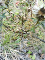 Carlina vulgaris