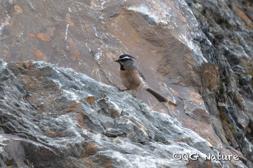 White-browed Tit (Poecile superciliosus), photo 2