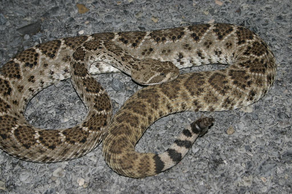 Western Diamond-backed Rattlesnake from Villaldama, N.L., Mexico on ...