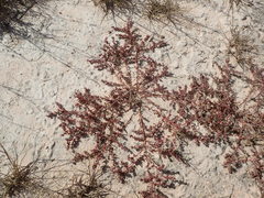 Atriplex texana
