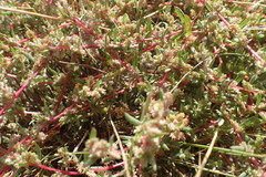 Atriplex texana