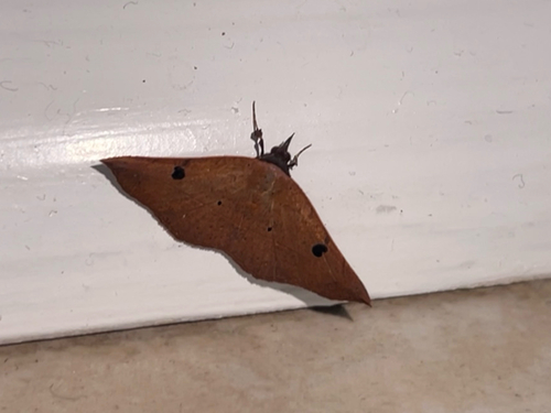 Variable Metallata Moth photo 2