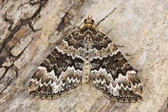 Electrophaes corylata