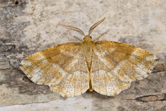 Cepphis advenaria