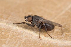 Desmometopa varipalpis