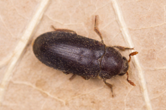 Dermestes haemorrhoidalis