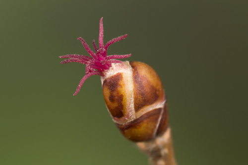 Paprastasis lazdynas nuotrauka