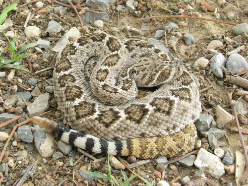 Western Diamond-backed Rattlesnake, photo 8 of 9