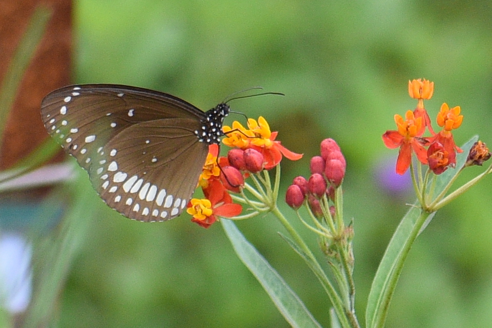Common Crow