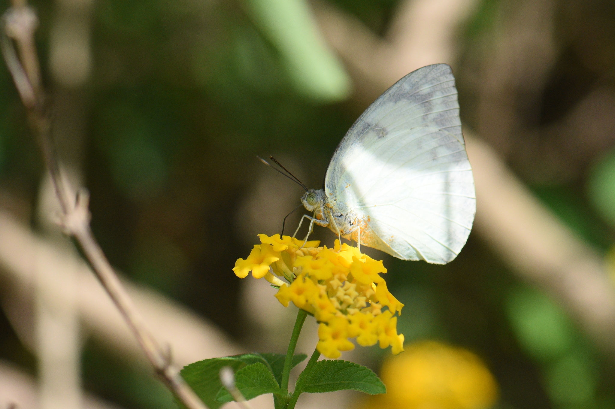 Lemon Emigrant