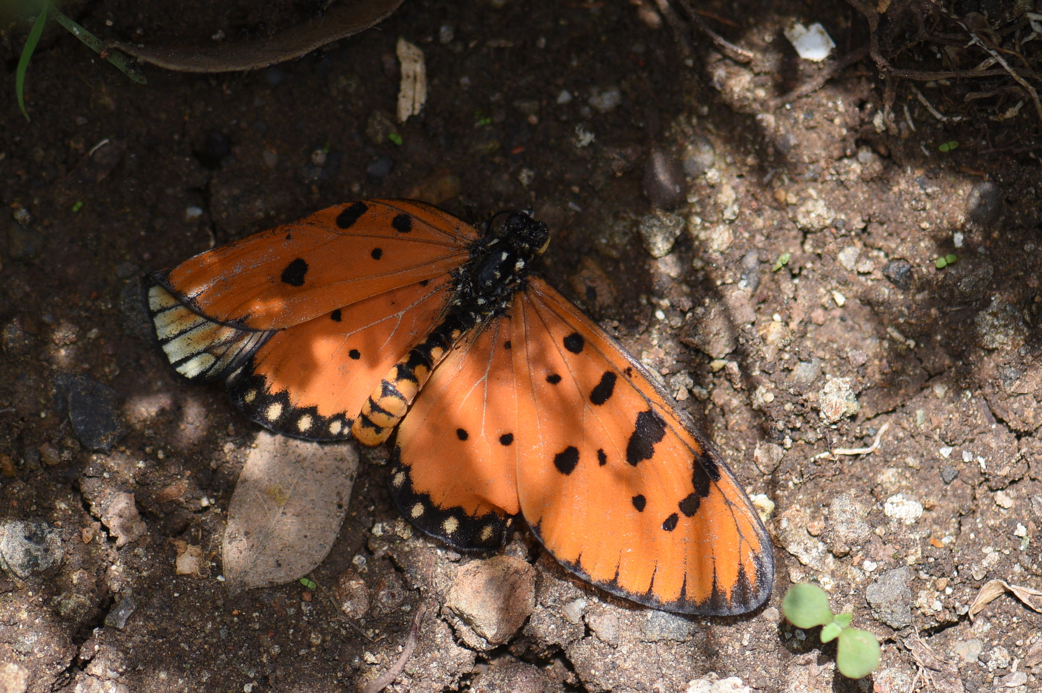 Tawny Coster