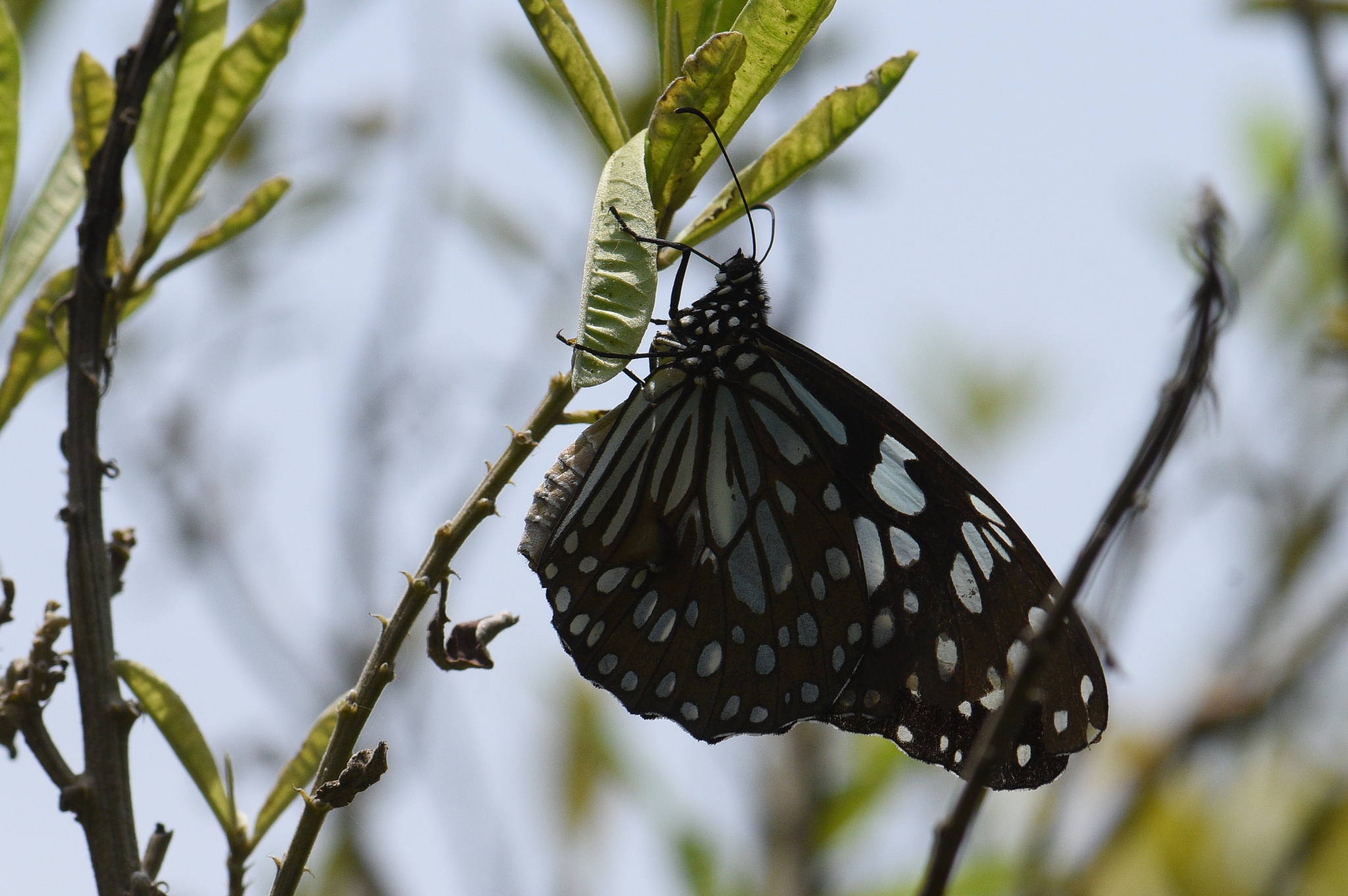 Blue Tiger