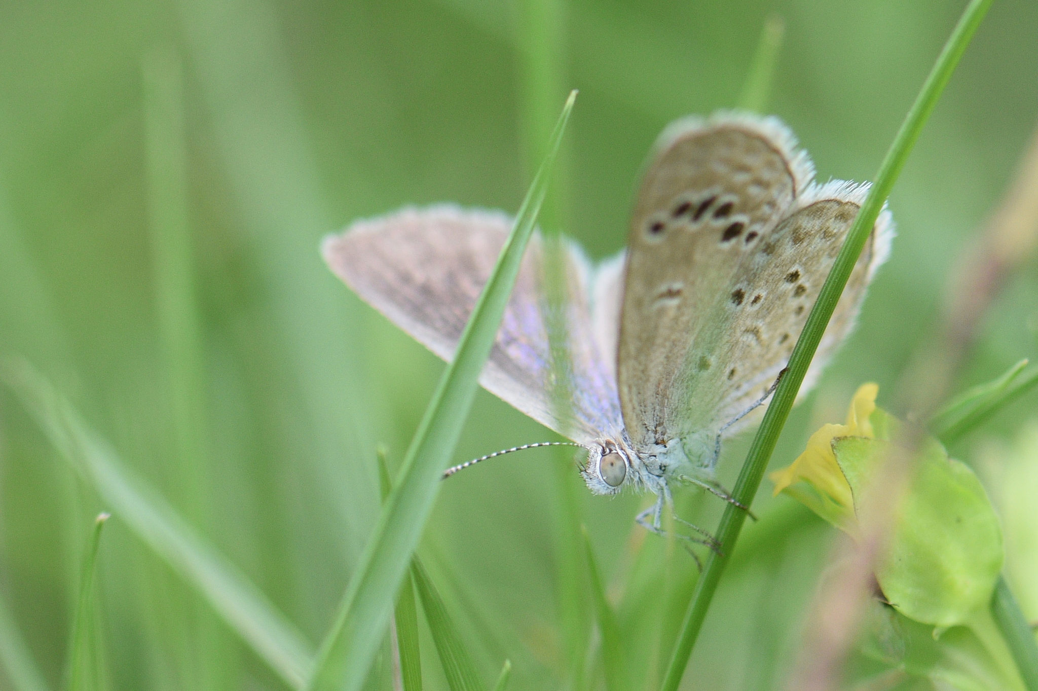 Lesser Grass Blue