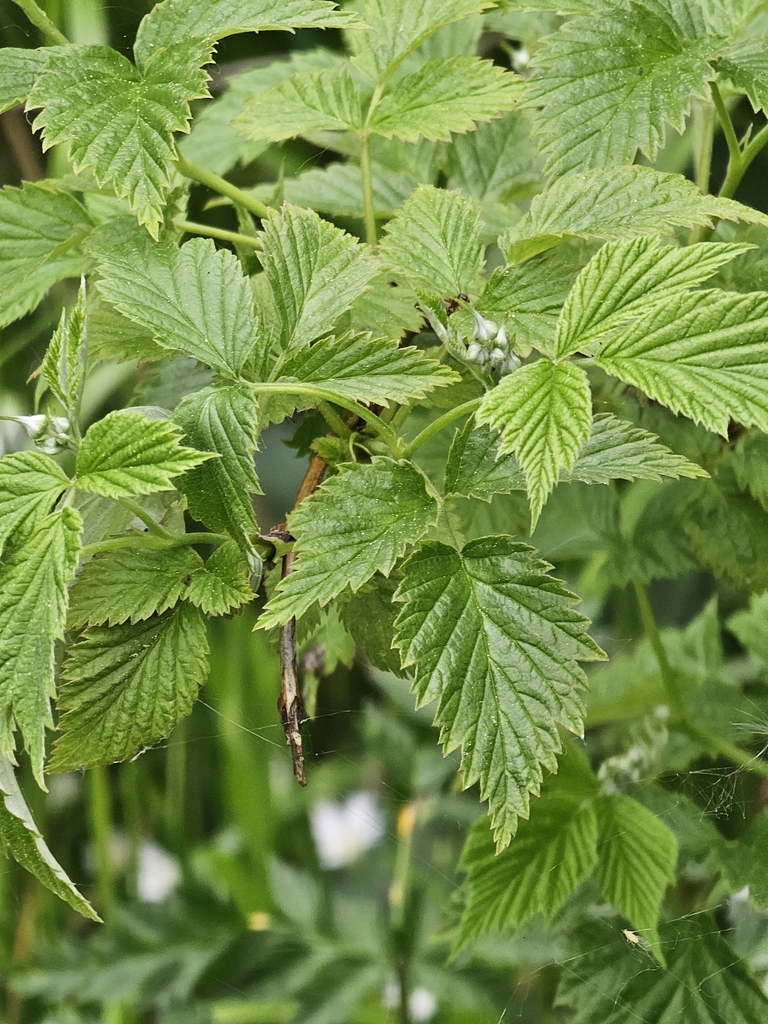 Rubus idaeus