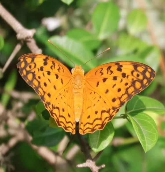 Common Leopard