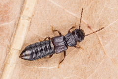 Anotylus rugosus