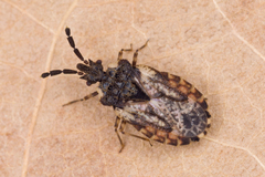Aradus depressus