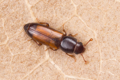 Rhizophagus fenestralis