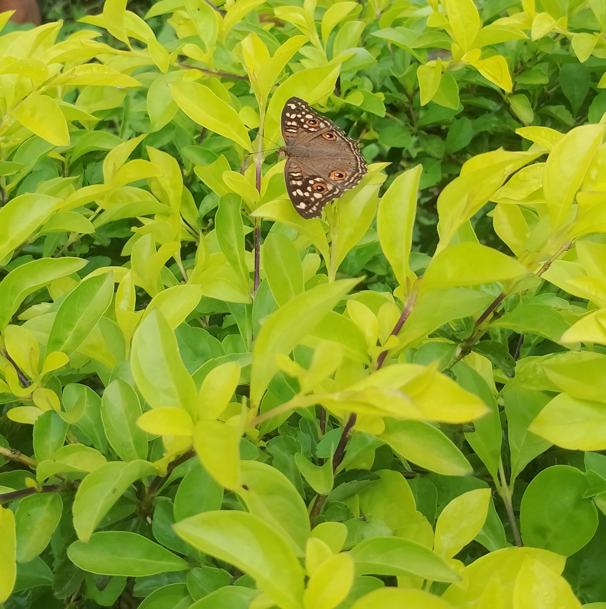 Lemon Pansy