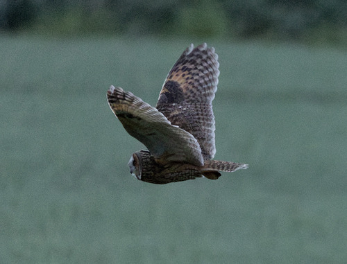 View observation of {o.common_name} on iNaturalist