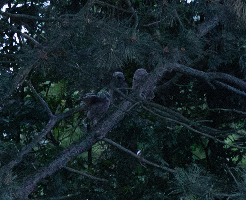 View observation of {o.common_name} on iNaturalist