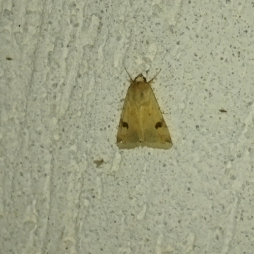 The Bordered Straw photo 5