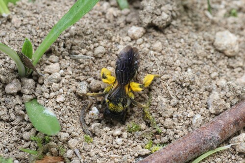 ウツギノヒメハナバチ群生地